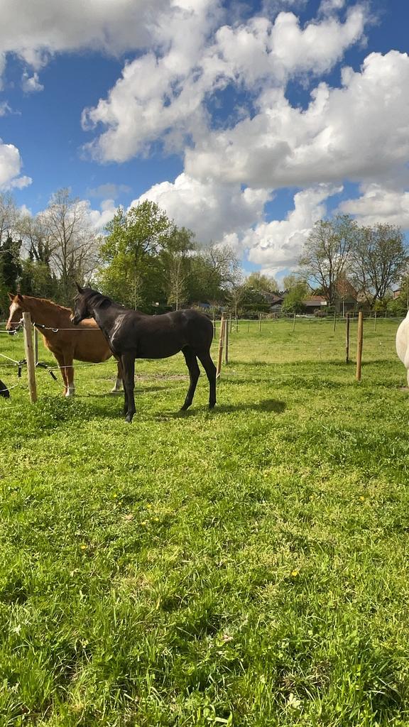 Zwart knap dressuurveulen ( merrie ), Animaux & Accessoires, Chevaux, Cheval de dressage, Avec pedigree, Ne s'applique pas, 0 à 2 ans