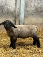 Suffolk lammeren te reserveren, Plusieurs animaux, Mouton, 0 à 2 ans