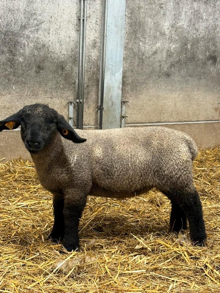 Suffolk lammeren te reserveren, Animaux & Accessoires, Moutons, Chèvres & Cochons, Mouton, Plusieurs animaux, 0 à 2 ans