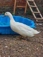 Broedeieren eend van vorst, Eend