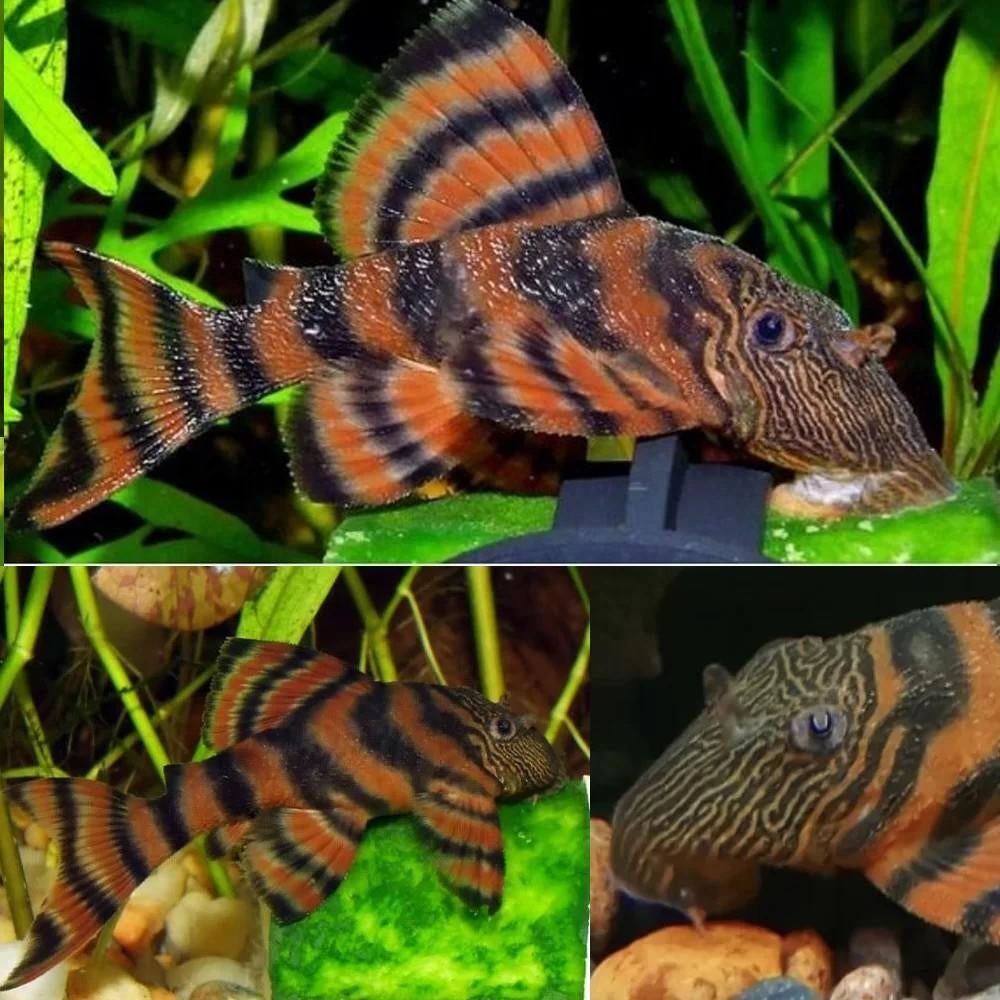 L397, L397 Panaqolus sp., L397 Red Tiiger Pleco., Dieren en Toebehoren, Vissen | Aquariumvissen, Vis, Zoetwatervis