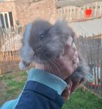 Kruising leeuwenkop/minilop, voedster, bijna 8 weken, Dieren en Toebehoren, Dwerg