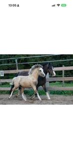 Welsh pony, Jument