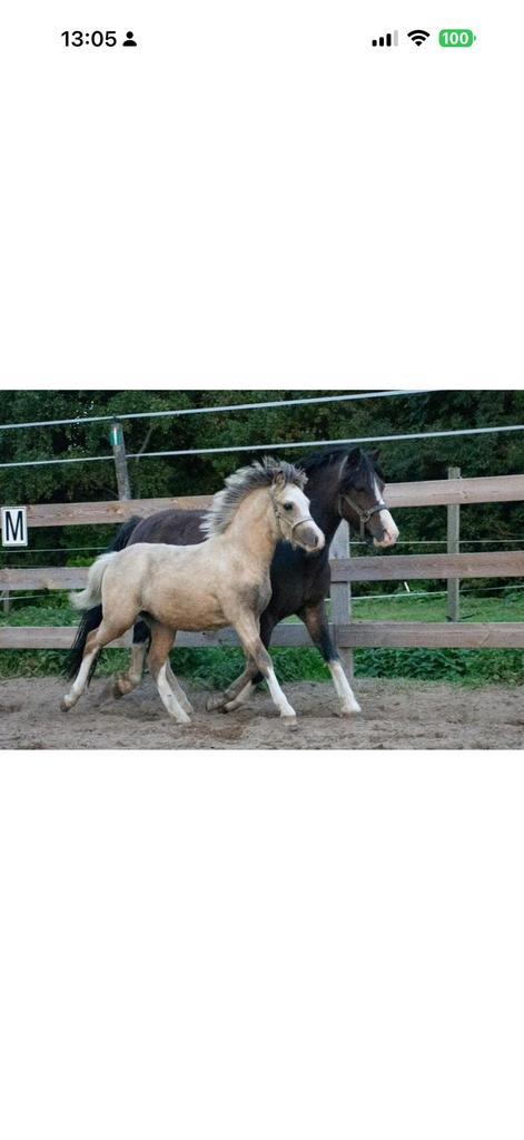 Welsh pony, Dieren en Toebehoren, Pony's, Merrie