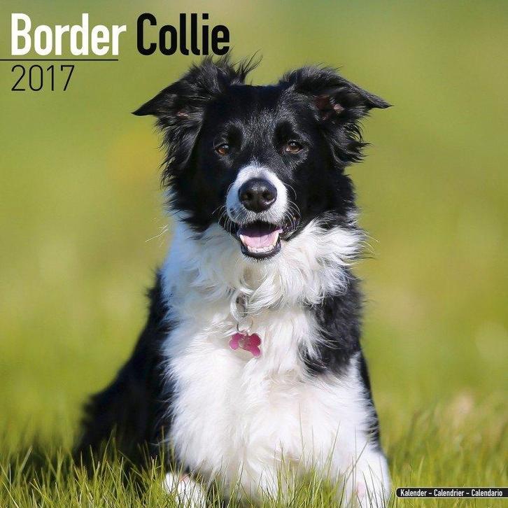 Calendrier Border Collie 2017, Divers, Calendriers, Neuf, Calendrier annuel, Enlèvement ou Envoi