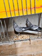 Valkparkieten 2025, Meerdere dieren