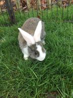 Vlaamse reuzen, Animaux & Accessoires