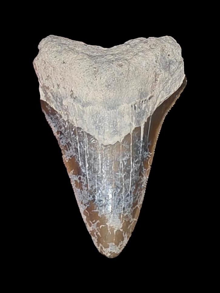 Superbe dent de mégalodon Lightning 3,12/7,93 cm provenant d, Collections, Minéraux & Fossiles, Fossile, Enlèvement ou Envoi