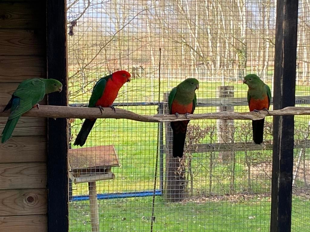 Overjaarse koningsparkieten, Domestique