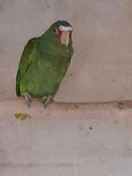 POP Witvoorhoofd amazone, Vrouwelijk, Geringd