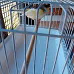 4 gloster mannen 24 en 23. 4 voor 40€, Dieren en Toebehoren, Vogels | Kanaries