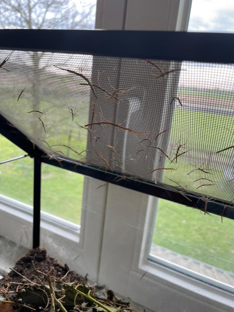 Wandelende takken, Animaux & Accessoires, Insectes & Araignées