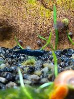neocaridina Blue Sapphire