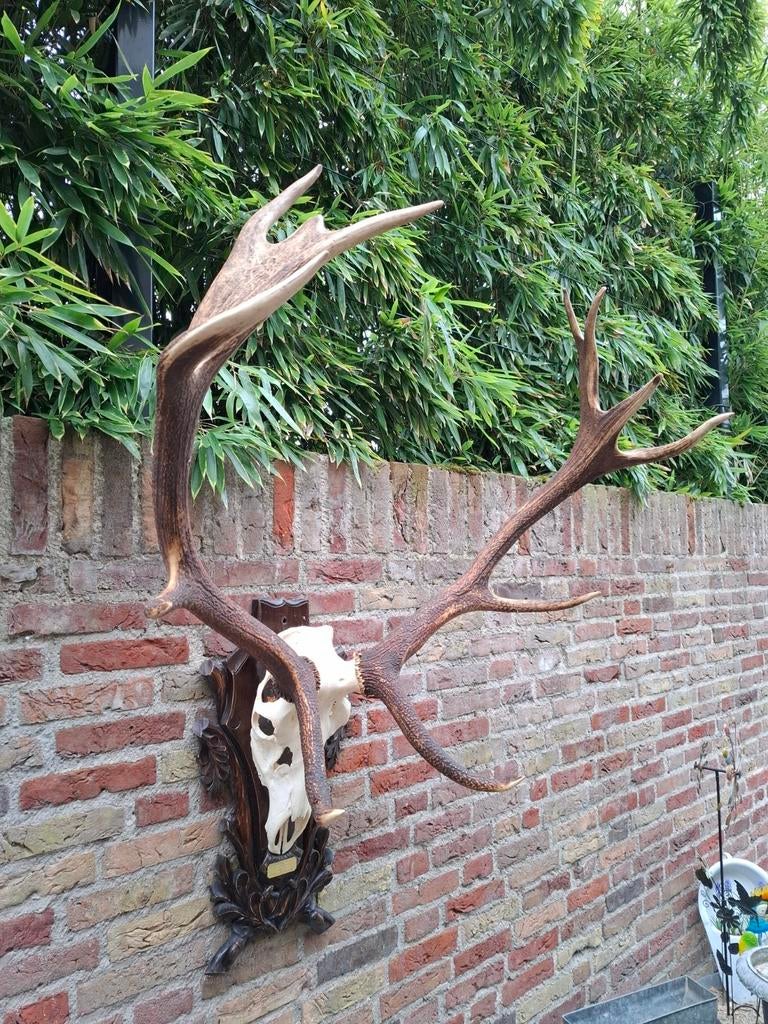 Crâne de cerf rouge XXL en bois de cerf en peluche pour taxi, Collections, Collections Animaux, Crâne, Cerf, Enlèvement