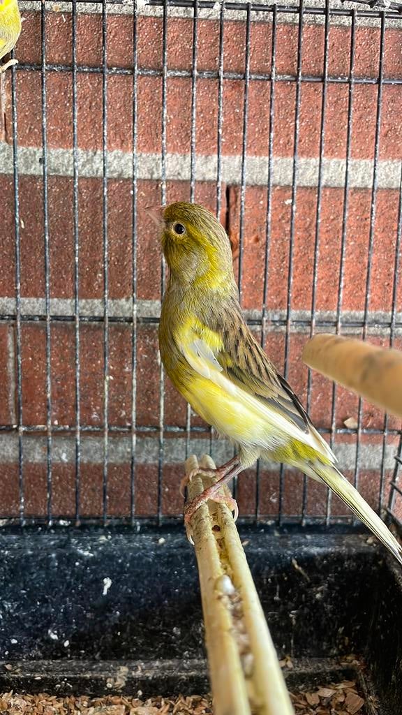 Mooie kanaries buitenvoliere, Dieren en Toebehoren, Vogels | Kanaries