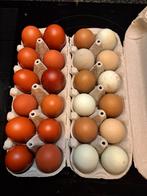 Œufs à incuber de Marans et oeufs verts, Animaux & Accessoires