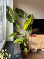 strelitzia nicolai, Enlèvement