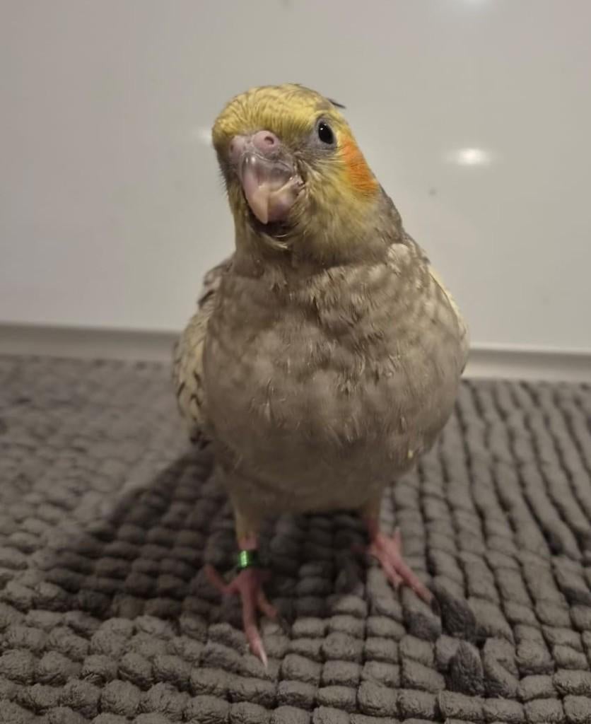 Jonge handtamme valkparkiet, Vrouwelijk, Parkiet, Geringd