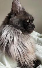 Black smoke poes, Chatte ou Chat, Avec pedigree, 3 à 5 ans