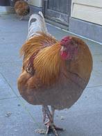 Kippen, Mâle, Poule ou poulet