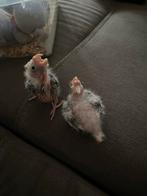 Valkparkieten, Dieren en Toebehoren, Geslacht onbekend, Parkiet, Geringd