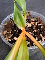 Chlorophytum Orchidastrum 'Green Orange' nr 13, Enlèvement