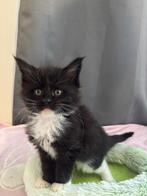 Maine Coon Cattery Butterfly’s! (HK20308283), Dieren en Toebehoren, Meerdere dieren, Met stamboom