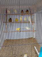 Kanaries mooien groote gezonde vogels, Dieren en Toebehoren