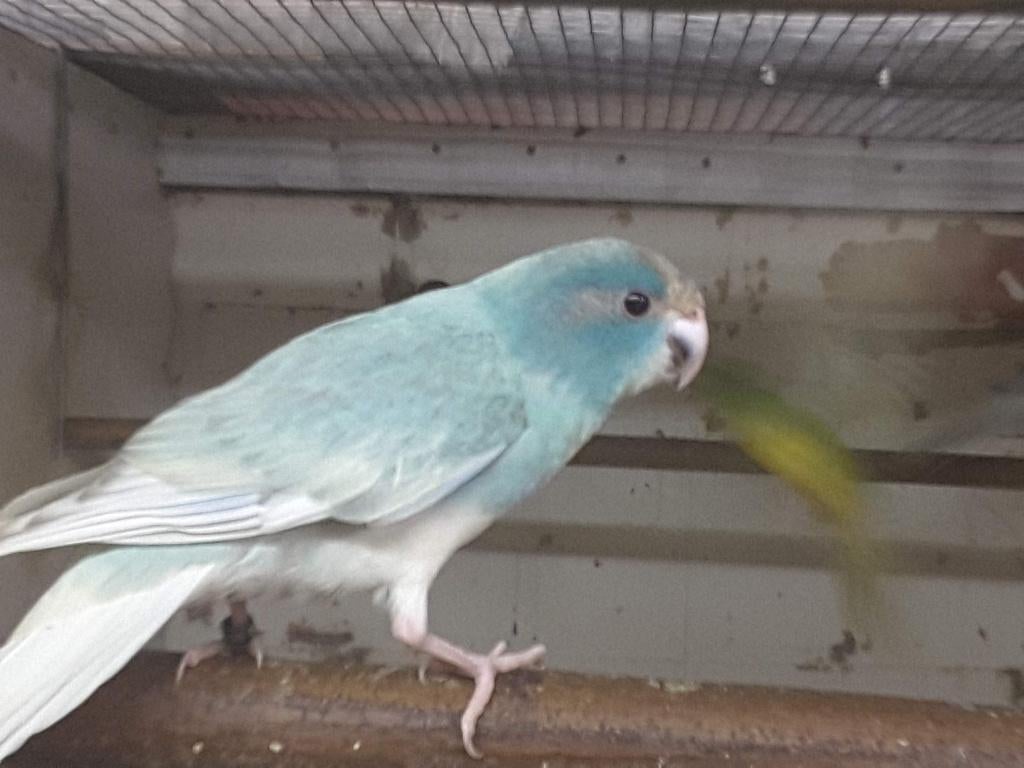 Jonge Blauw(misty)gezoomde mannen kakariki, Mâle, Perruche, Bagué