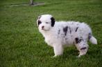 Australische Shepherd geboren op boerderij, Parvo, België, Particulier, Reu