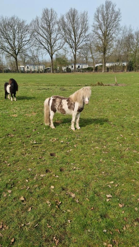 Prachtige silverdapple dekhengst, Dieren en Toebehoren, Runderen