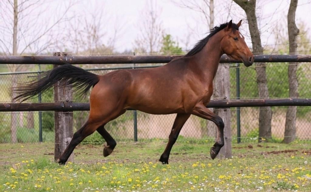 Kwaliteit's volle kwpn merrie, Dieren en Toebehoren, Merrie, Met stamboom, Dressuurpaard, 3 tot 6 jaar