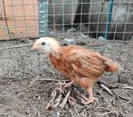 Kuikens van hybride legkippen van 5 weken