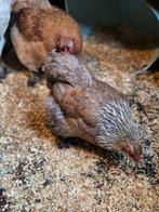 Veel verschillende kippen, Animaux & Accessoires, Volatiles, Poule ou poulet