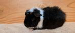 Schattige US Teddy cavia, Dieren en Toebehoren, Knaagdieren, Februari, Mannelijk, Cavia