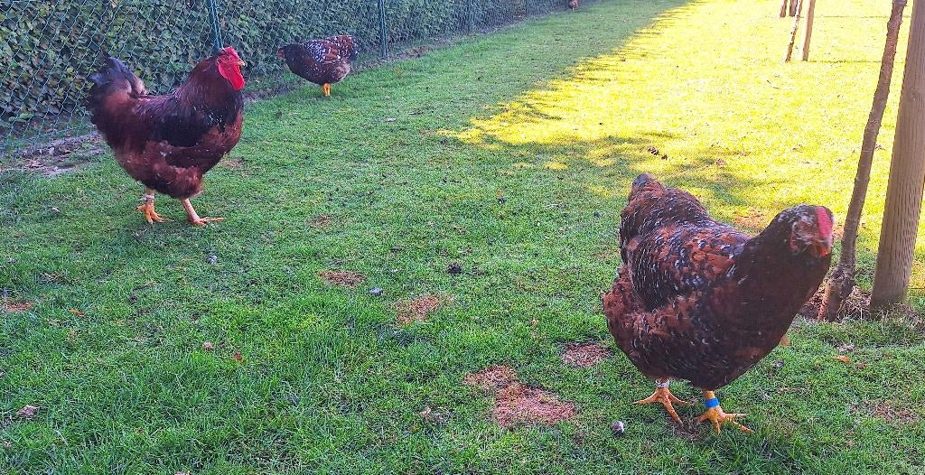 Wyandotte rood porseline, Dieren en Toebehoren, Pluimvee