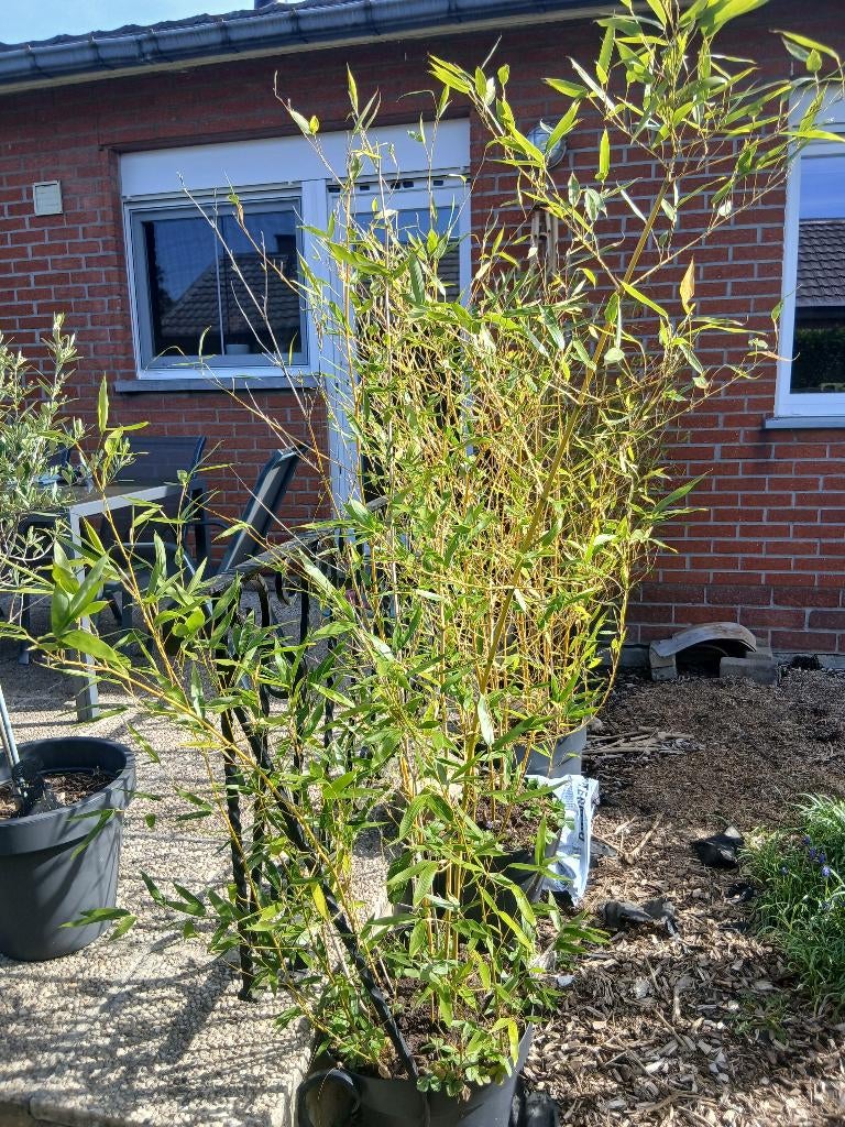 Bambou en pots, Jardin & Terrasse, Enlèvement, Plante fixe, Autres espèces