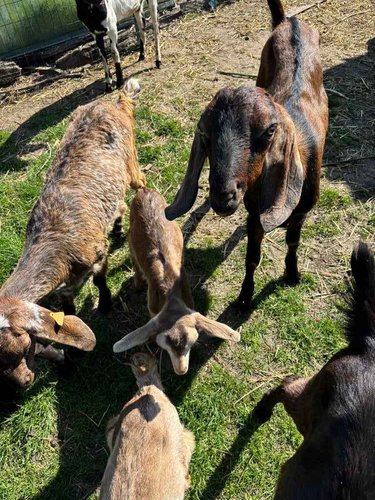 Nubische geiten, Dieren en Toebehoren, Meerdere dieren, Geit, 0 tot 2 jaar
