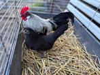 Koppel Hollandse krielen ( raszuiver), Dieren en Toebehoren, Pluimvee