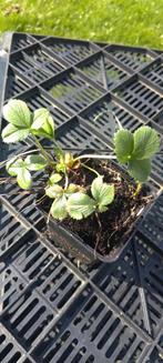 Aardbeien plantjes. Laatste stuks!, Ophalen, Volle zon, Vaste plant, Fruitplanten