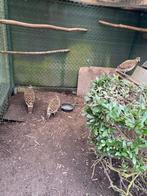 Glansfazant, Dieren en Toebehoren, Meerdere dieren, Overige soorten