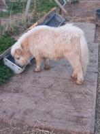 Étalons des Shetland, Étalon