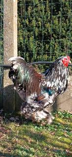 Brahma, Dieren en Toebehoren, Pluimvee