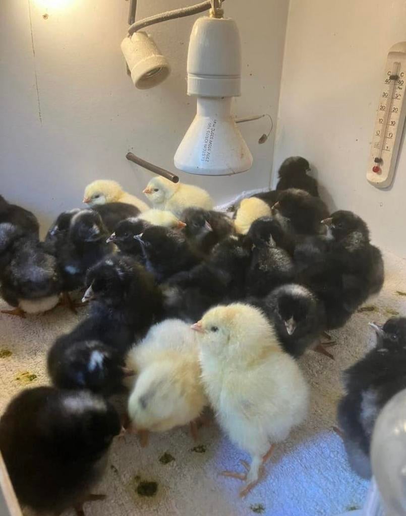 Eendagskuikens voor onder een broedse kip, Kip