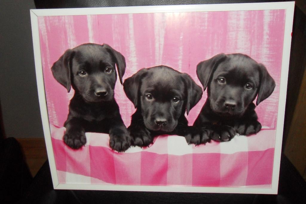 kaders met posters, Enlèvement, Neuf