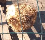 TE KOOP 13 COCHIN KRIEL HENNEN, DIV. KLEUREN, Dieren en Toebehoren, Pluimvee, Vrouwelijk, Kip