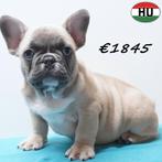 Adorables chiots Bouledogue Français à vendre, Animaux & Accessoires, 15 semaines à 1 an, Hépatite contagieuse (maladie de Rubarth)