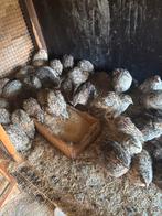 Jumbo japanse  kwartels, Plusieurs animaux, Autres espèces