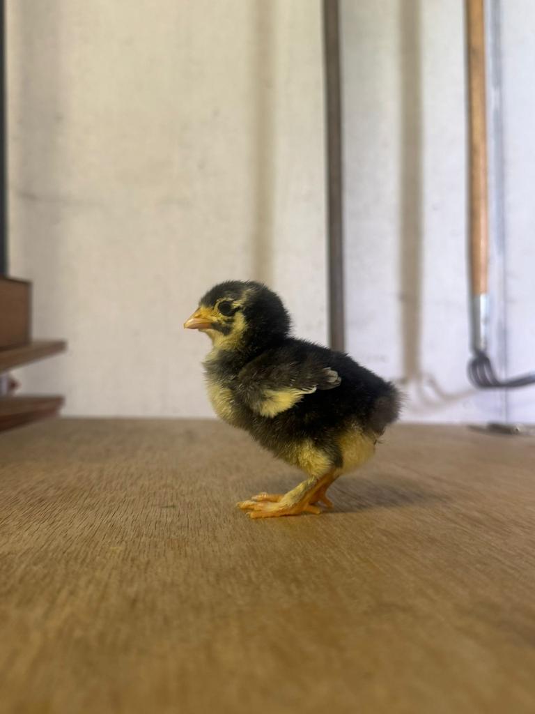 10+ 1 GRATIS Mechelse koekoek kuikens, Enlèvement, Comme neuf