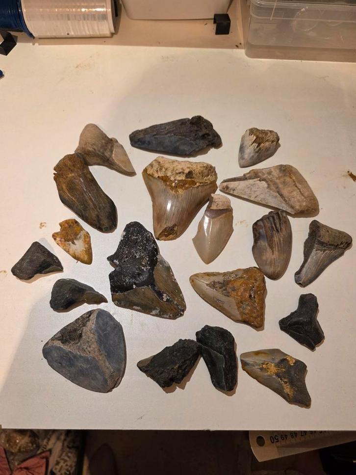 Joli lot de dents de mégalodon de Caroline du Sud, aux États, Collections, Minéraux & Fossiles, Fossile, Enlèvement ou Envoi